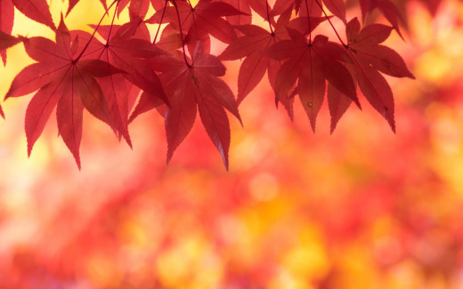 975520 (a): :1920x1200